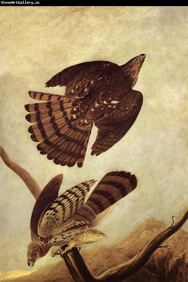 John James Audubon Stanley Hawk